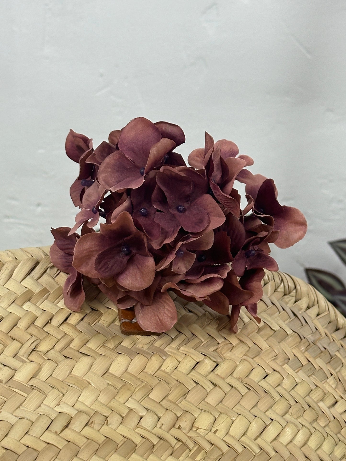 HORTENSIA MIMI FLAMENCA