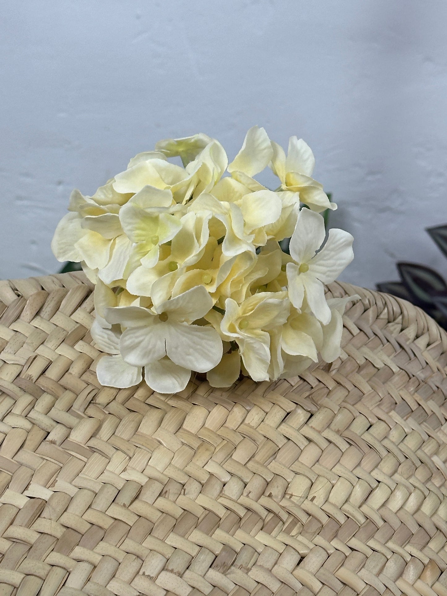 HORTENSIA MIMI FLAMENCA