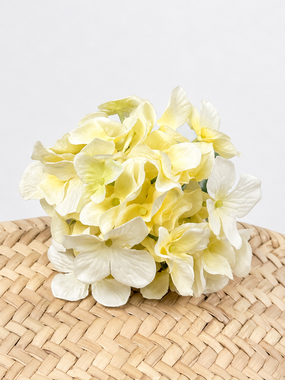 HORTENSIA MIMI FLAMENCA