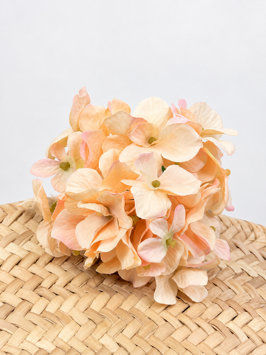 HORTENSIA MIMI FLAMENCA