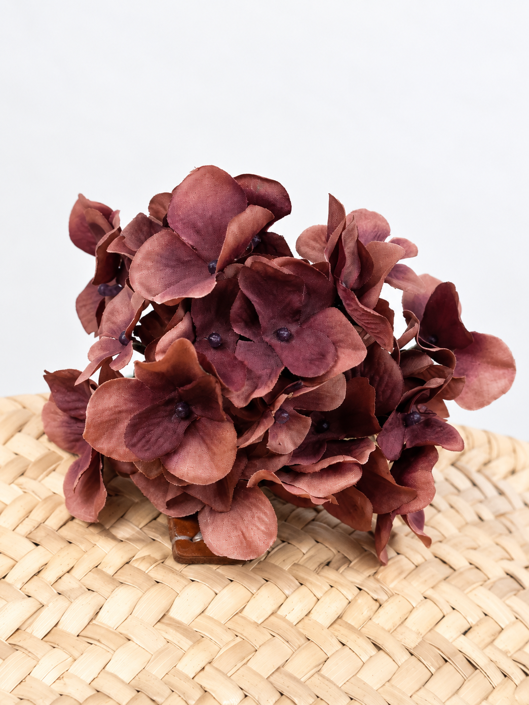 HORTENSIA MIMI FLAMENCA