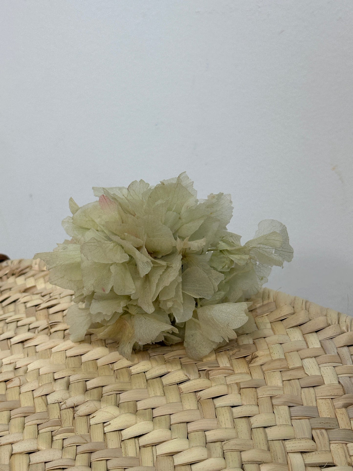 RAMILLETE HORTENSIAS PRESERVADAS