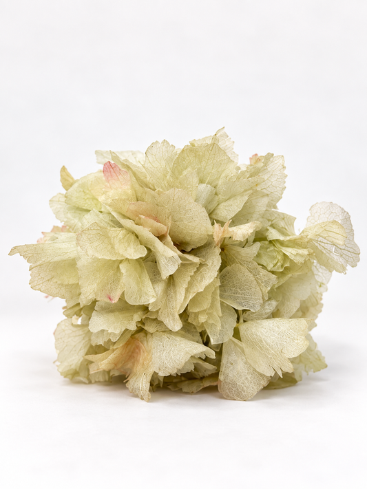 RAMILLETE HORTENSIAS PRESERVADAS